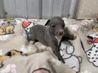 Savanna, a female Italian Greyhound for sale in Willow Springs, MO – Photo 2 of 2