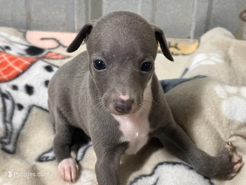 Savanna – Italian Greyhound puppy for sale in Willow Springs, MO