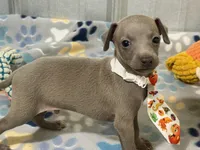 Lynx, a male Italian Greyhound for sale in Willow Springs, MO – 7 of 8