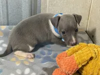 Dovie, a female Italian Greyhound for sale in Willow Springs, MO – 4 of 7