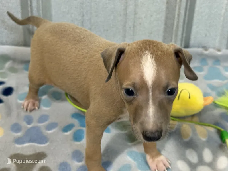 Mr. Apple – Italian Greyhound puppy for sale in Willow Springs, MO