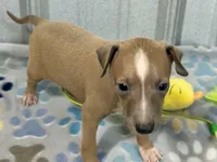 Mr. Apple, a male Italian Greyhound for sale in Willow Springs, MO – 1 of 8
