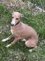 Morty, a male Italian Greyhound for sale in Willow Springs, MO – Photo 4 of 4