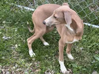Morty, a male Italian Greyhound for sale in Willow Springs, MO – Photo 3 of 4