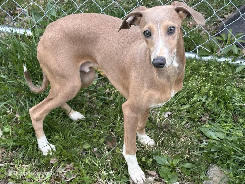 Morty, a male Italian Greyhound for sale in Willow Springs, MO – Photo 1 of 4