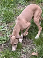 Morty, a male Italian Greyhound for sale in Willow Springs, MO – Photo 2 of 4