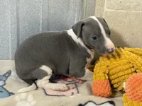 Camo, a male Italian Greyhound for sale in Willow Springs, MO – 3 of 7
