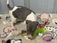 Cam, a female Italian Greyhound for sale in Willow Springs, MO – 4 of 7