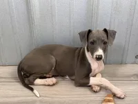 Tara, a female Italian Greyhound for sale in Willow Springs, MO – Photo 6 of 6