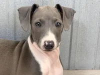 Tara, a female Italian Greyhound for sale in Willow Springs, MO – Photo 5 of 6