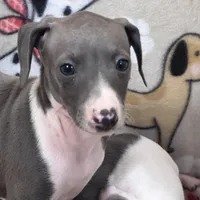 Tara, a female Italian Greyhound for sale in Willow Springs, MO – Photo 4 of 6