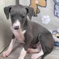 Tara, a female Italian Greyhound for sale in Willow Springs, MO – Photo 2 of 6