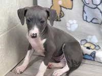 Tara, a female Italian Greyhound for sale in Willow Springs, MO – Photo 2 of 4