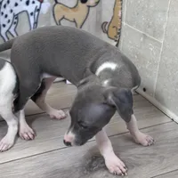 Tara, a female Italian Greyhound for sale in Willow Springs, MO – Photo 3 of 6