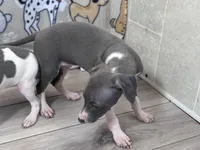 Tara, a female Italian Greyhound for sale in Willow Springs, MO – Photo 3 of 4