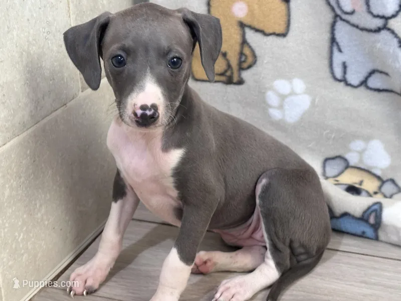 Tara, a female Italian Greyhound for sale in Willow Springs, MO – Photo 1 of 4