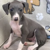 Tara, a female Italian Greyhound for sale in Willow Springs, MO – Photo 1 of 6