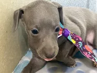 Bear, a male Italian Greyhound for sale in Willow Springs, MO – 2 of 8