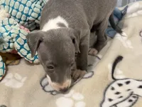 Carmen, a female Italian Greyhound for sale in Willow Springs, MO – 3 of 8