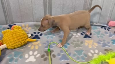 Mr. Apple, a male Italian Greyhound for sale in Willow Springs, MO – 8 of 8