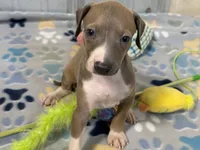 Mr. Orange, a male Italian Greyhound for sale in Willow Springs, MO – 3 of 8