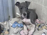 Donut, a male Italian Greyhound for sale in Willow Springs, MO – 5 of 8