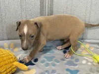 Mr. Apple, a male Italian Greyhound for sale in Willow Springs, MO – 2 of 8