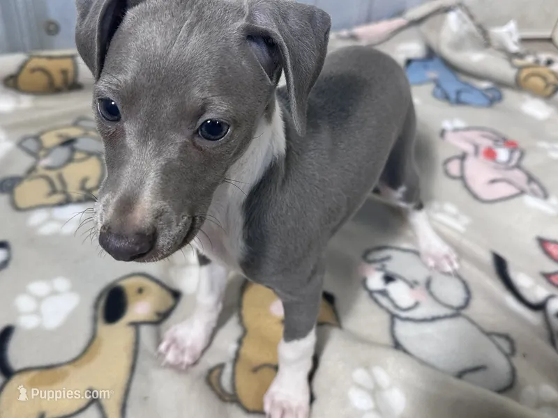 Snapdragon – Italian Greyhound puppy for sale in Willow Springs, MO