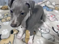 Snapdragon, a female Italian Greyhound for sale in Willow Springs, MO – 1 of 4