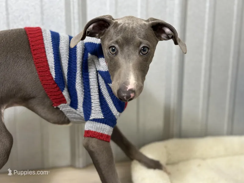 Eric, a male Italian Greyhound for sale in Willow Springs, MO – Photo 1 of 5