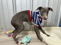 Eric, a male Italian Greyhound for sale in Willow Springs, MO – Photo 2 of 5