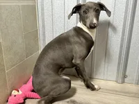 Eric, a male Italian Greyhound for sale in Willow Springs, MO – Photo 4 of 5