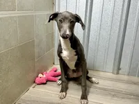 Eric, a male Italian Greyhound for sale in Willow Springs, MO – Photo 5 of 5