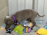Bear, a male Italian Greyhound for sale in Willow Springs, MO – 4 of 8