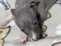 Bandit, a male Italian Greyhound for sale in Willow Springs, MO – 4 of 4