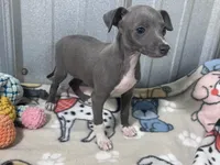 Harley, a female Italian Greyhound for sale in Willow Springs, MO – 4 of 6