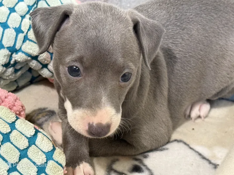 Carmen – Italian Greyhound puppy for sale in Willow Springs, MO