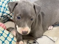 Carmen, a female Italian Greyhound for sale in Willow Springs, MO – 1 of 8