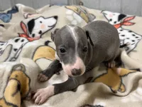 Spencer, a male Italian Greyhound for sale in Willow Springs, MO – Photo 3 of 5