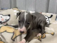 Spencer, a male Italian Greyhound for sale in Willow Springs, MO – Photo 2 of 5