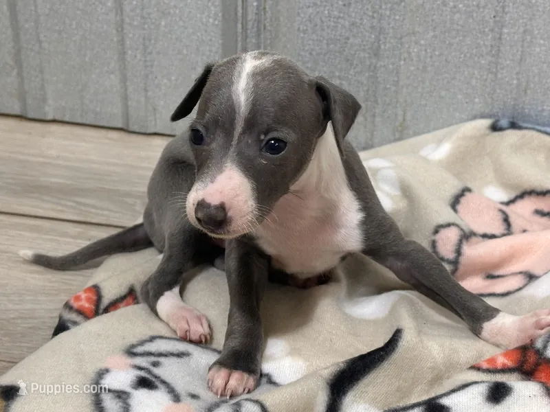 Spencer – Italian Greyhound puppy for sale in Willow Springs, MO