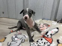 Spencer, a male Italian Greyhound for sale in Willow Springs, MO – Photo 5 of 5