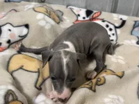 Spencer, a male Italian Greyhound for sale in Willow Springs, MO – Photo 4 of 5