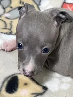 Bandit, a male Italian Greyhound for sale in Willow Springs, MO – 3 of 4