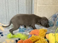 Tigerlily, a female Italian Greyhound for sale in Willow Springs, MO – 3 of 6