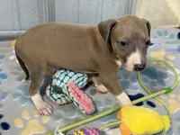 Mr. Orange, a male Italian Greyhound for sale in Willow Springs, MO – 5 of 8