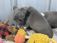 Donut, a male Italian Greyhound for sale in Willow Springs, MO – 6 of 8