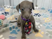 Bear, a male Italian Greyhound for sale in Willow Springs, MO – 1 of 8