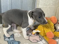 Chase, a male Italian Greyhound for sale in Willow Springs, MO – 5 of 7