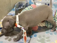 Lynx, a male Italian Greyhound for sale in Willow Springs, MO – 6 of 8
